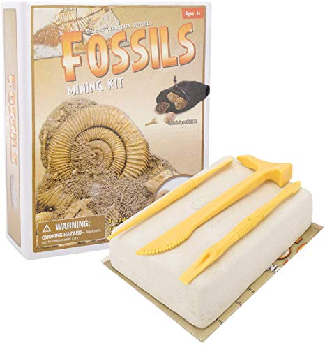 Beyondtrade Mega Fossil Dig Kit Excavate Real Shellfish Including 6Pcs Fossils for Discovering and Imagination Development, Great STEM Science Gift for Paleontology & Archeology for Kids