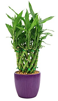 Lucky Bamboo Drum Braid in Ribbed Pot