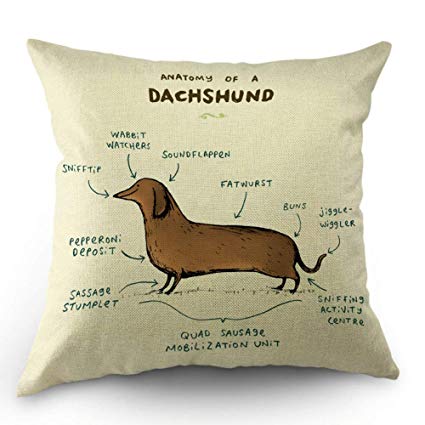 HL HLPPC Anatomy of A Dachshund Throw Pillow Case Cotton Linen Cushion Cover 18 x 18 Inches Standard Square Decorative Pillow Cover for Sofa and Bed One Side Print