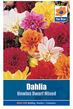 Dahlia Unwins Dwarf Mixed