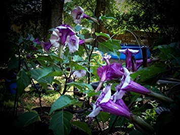 Purple Angel Trumpets Giant Flowers (25 Seeds)