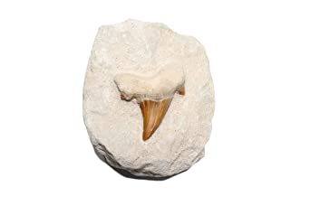 Fossilized Prehistoric Shark Tooth Fossils Wholesale - Real Authentic Shark Tooth - High Grade Fossils