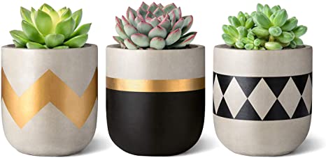 Mkono 3 Inch Cement Succulent Planter Modern Flower Pots Concrete Plant Pots Indoor for Cactus Herb or Small Plants Home Decor Gift Idea, Set of 3 (Plants NOT Included)