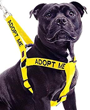 ADOPT ME Yellow Color Coded L-XL Non-pull Dog Harness (New Home Needed) Donate To Your Local Charity