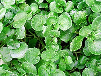200  ORGANICALLY Grown Watercress Seeds Heirloom Non-GMO Delicious and Healthy, Superfood! Easy to Grow! from USA
