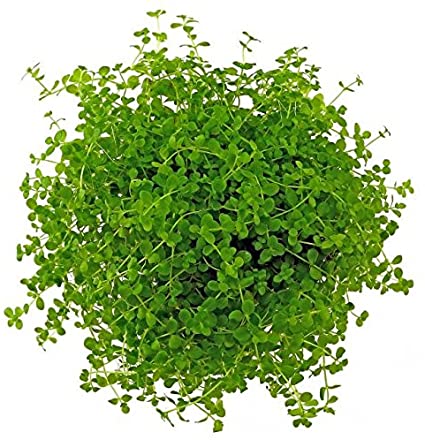 Micranthemum Monte Carlo New Large Pearl Grass Live Aquatic Plant Potted for Aquarium Freshwater Fish Tank by Exotic PlantBuy 2 Get 1 Free