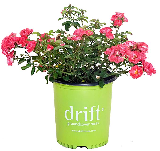 Drift Roses - Rosa Coral Drift (Rose) Rose, coral flowers, #2 - Size Container
