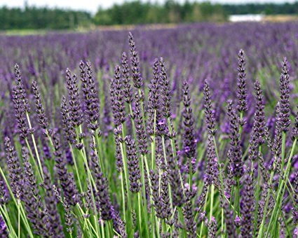 Findlavender - Lavender GROSSO (Dark Purple Flowers) - 4" Size Pot - Zones 4 - 11 - Bee Friendly - Attract Butterfly - Evergreen Plant - 1 Live Plant