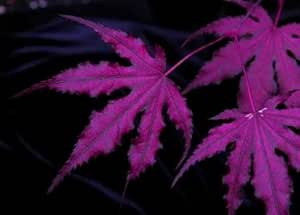 Purple Ghost Japanese Maple - Acer palmatum Purple Ghost 2 - Year Live Plant