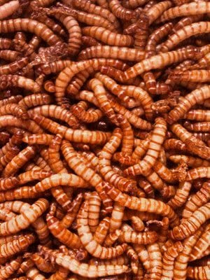 Giant Mealworms - Jumbo Mealworms for Feeding Reptiles, Chickens, Fish (500)