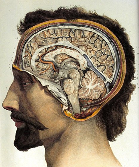 Vintage 1800's Human Brain Surgical Anatomy Fabric Cloth Rolled Wall Poster Print -- Size: (28" x 24" / 16" x 13")