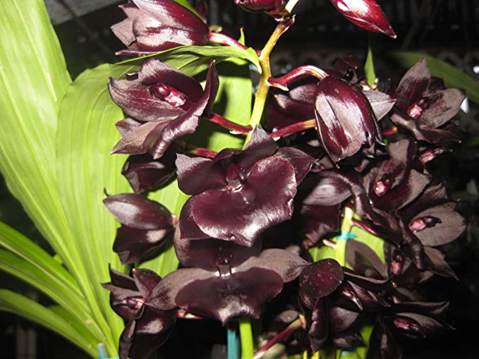 Kawamoto Orchid Nursery Monnierara Millennium Magic 'Witchcraft' AM/AOS Collectors item! Excellent! Orchid plant