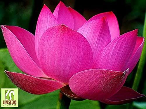 Liveseeds - Nelumbo Nucifera Lotus pink, Water Plant, 5 fresh seeds