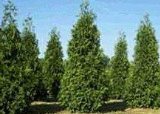 10 Thuja Green Giant Arborvitae 8-12 tall trees