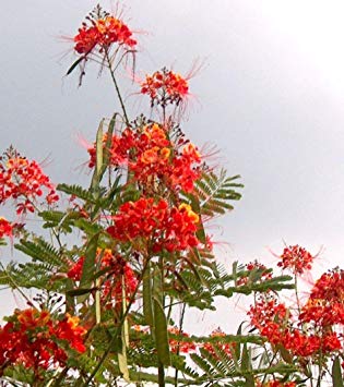 caesalpinia pulcherrima red, Pride of Barbados, red Bird of Paradise, 10 Seeds