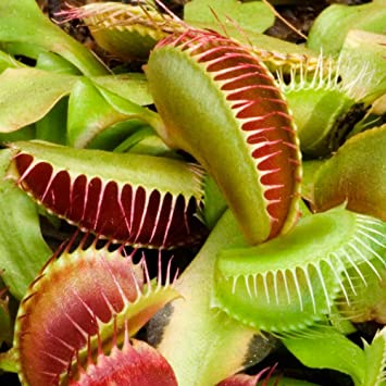 Venus Fly trap Dionaea Muscipula PLANT (not seed) in 9cm pot carnivorous plant