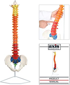 Axis Scientific Flexible Spine Model, 31" Life Size Didactic Spinal Cord with Stand, Color Coded Regions Indicate The Cervical, Thoracic and Lumbar Spine, with Study Guide, Worry Free 3 Year Warranty