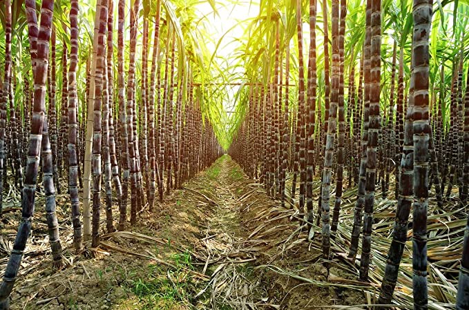 Giant Sugar Cane Seeds - 20 Seeds - Grow The World's Tallest Sugar Cane