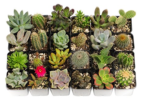 Shop Succulents Cactus and Succulent (Collection of 20)