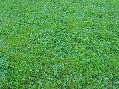The Dirty Gardener Ecology Lawn Seed - 10 Pounds