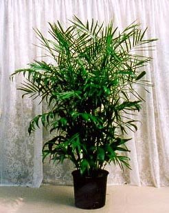Bamboo Palm 10 Seeds - Chamaedorea florida