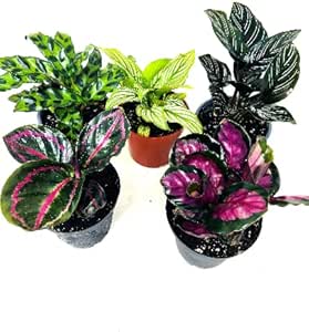 Calathea Variety of 5 Plants -Live Plants -Houseplant Collections