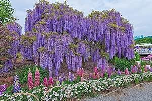 Purple Wisteria Seeds - Highly Prized Flowering Vine, Wisteria sinensis - Fresh Seeds (10 Seeds)