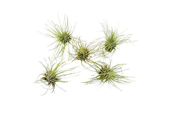 5-Pack of Air Plants - Includes 5 Tillandsia Fuchsii Air Plants - Easy Care - Great in Terrariums - Air Filtering - Vibrant Fun Unique Decor or Gift