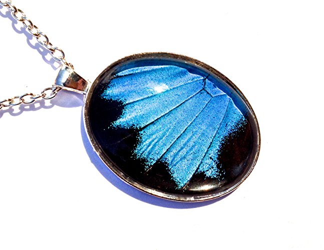 Real Butterfly Wing Necklace - Papilio Ulysses - Blue Mountain Swallowtail butterfly - Entomology Lepidoptera