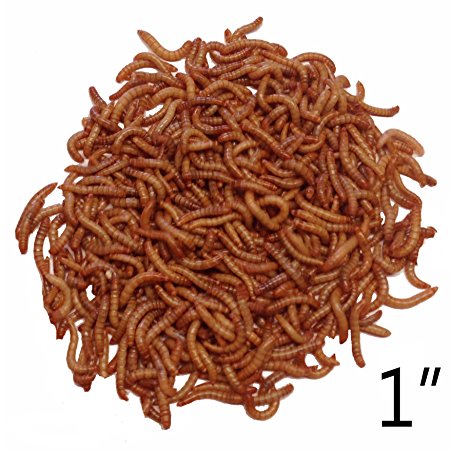 1000ct Live Mealworms, Reptile, Birds, Chickens, Fish Food (Large)