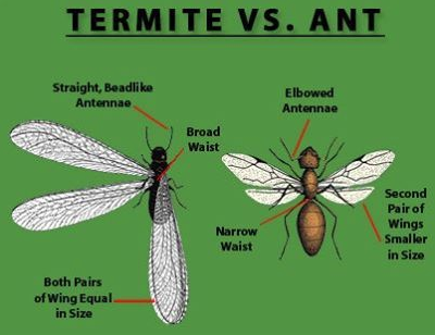 Advanced Pest Management Services Inc