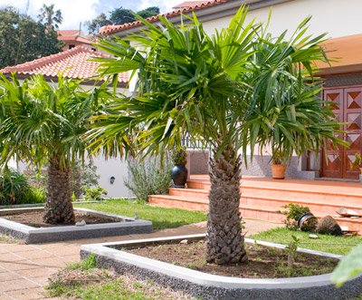 Windmill Palm Tree- Large Cold Hardy Palm Trees- Trachycarpus Fortunei- Big 1 Gallon or 3 Gallon Palms Available