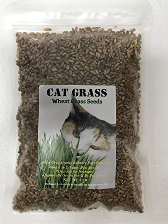 Rex Cat Grass Wheat Seeds 1 LB(13,500 Seeds)-Easy Grow Greens for Your Pet's !