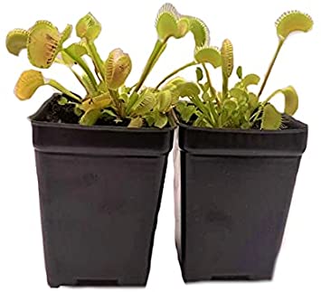 Live Venus Fly Traps, Set of 2 Live Venus Fly Trap Plants, Potted and Ready to Grow, Meat Eating Carnivorous Plants, Ships Fast, Care Sheet Included.