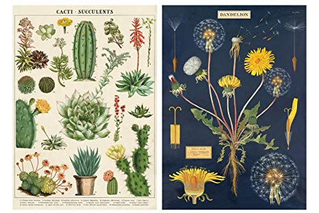 Dandelion and Cacti/Succulent Poster Set of 2 Cavallini 20 x 28 Wrap