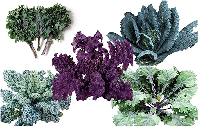 HARLEY SEEDS 1000  Kale Mixed Seeds ORGANICALLY Grown - Please Read! This is a Mix!!! Scarlet Kale, Dwarf Blue Curled, Lacinato Dinosaur, Siberian Dwarf, Russian Red, Heirloom Non-GMO USA Grown