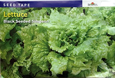 Burpee Lettuce Black Seeded Simpson Seed Tape 22.5 Feet 225 Seeds