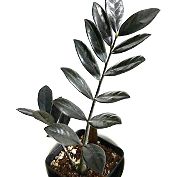 The Four Seasons Zamioculcas Raven (Black Z Z Plant) Rare Imported Variety Natural Live Plant in Pot