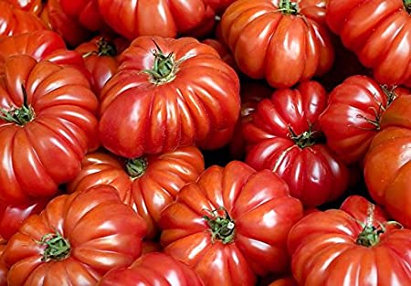 30  Costoluto Genovese Pomodoro Tomato Seeds, Heirloom Non-GMO, Low Acid, Indeterminate, Open-Pollinated, Productive, from USA