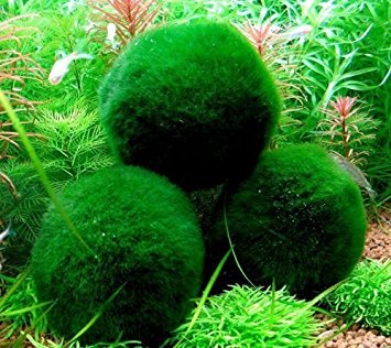 Roodle 8-15 Years Old 3 Giant Living Marimo Moss Balls with Nano Marimo
