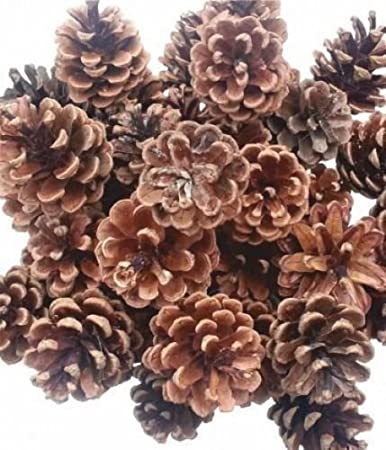 500g (25) Christmas Decoration Austriaca Florist Fir pine Cones