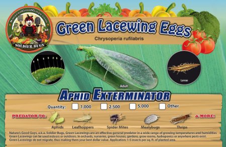 Green Lacewing 5000 Eggs - Good Bugs - Aphid Exterminator