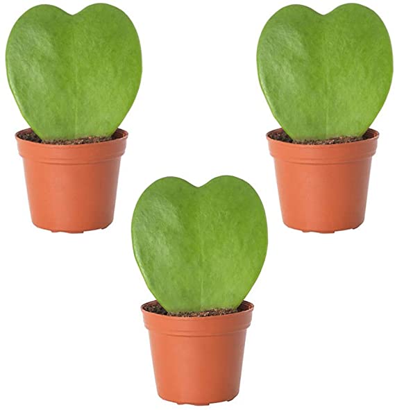 AMERICAN PLANT EXCHANGE Sweetheart Hoya Heart Shaped Succulent Live Plant, 3 Pack in 2" Pots, Easy Care