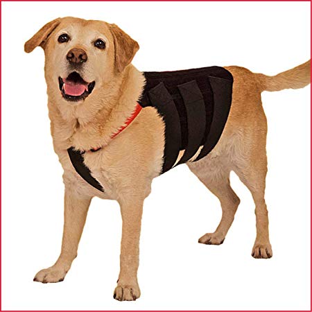 WiggleLess Dog Back Brace for Back Pain, IVDD, Recovery, Disabilities, Support, Stability and Anxiety. Help for Your Dog When They Need it.