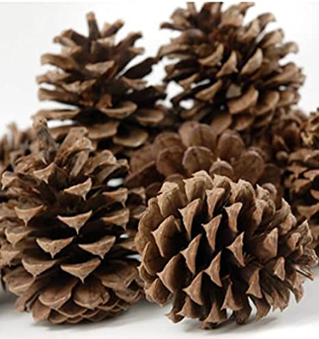 DFS 1KG Natural Fir Pine Austriaca Cones Florist Xmas Wreaths Garlands Wedding Christmas