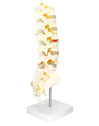 QWORK Life-Size Human Spine Model with 5 Lumbar Vertebrae and Herniation Discs - Ideal for Medical Teaching and Scientific Classroom