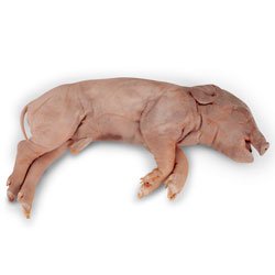 Nasco Fetal Pig - Size: 10"-13"; Injection: Single Lab Specimen - LS03788