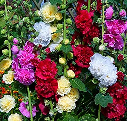 Malva Mallow Hollyhock Flowers Seeds for Planting Mix Rod-Rose Stock-Rose Multicolor High Variety Around 25 Seeds