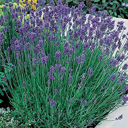 Lavender Munstead 1ltr Plants in 13cm Pot (2 Plants)