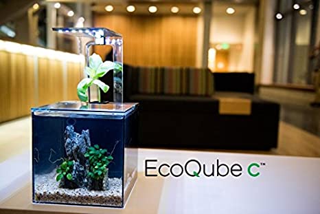 EcoQube - Self Maintaining Fish Tank, Aquarium Kit for Betta Fish. Natural and Eco-friendly Decoration for Home, Office or any Workspace. Self Sustaining Ecosystem - an Unique Gift for Nature-Lovers (LED UV)